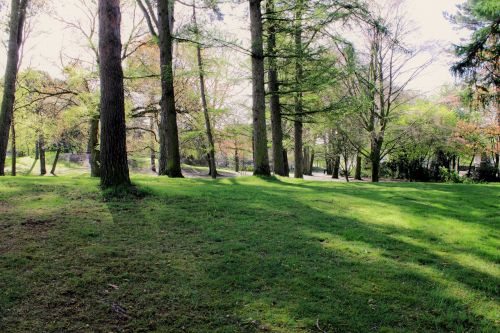 Trees In The Park