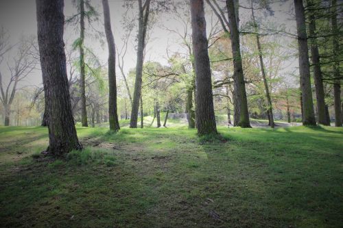 Trees In The Park