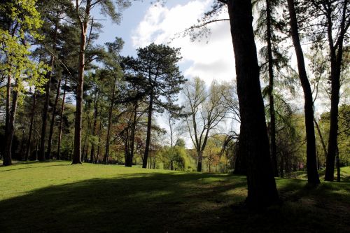 Trees In The Park