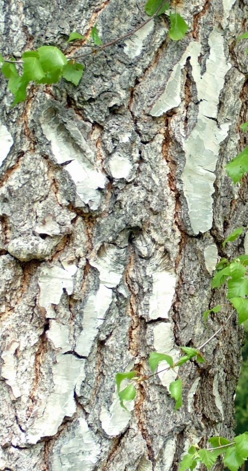 Tree Bark With Green