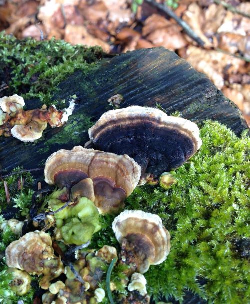 baumschwamm mushroom forest