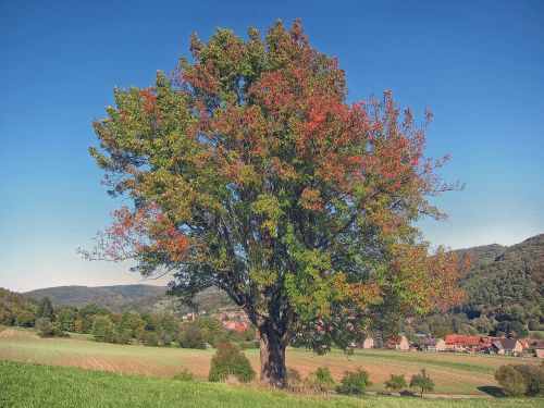 bavaria germany tree