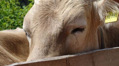 bavaria allgäu cow