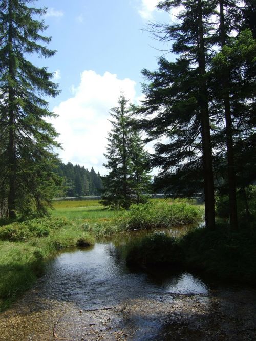 bavarian forest trees