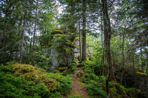 bavarian forest forest wilderness