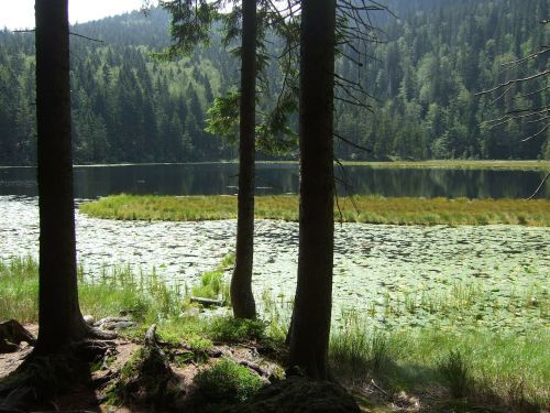 bavarian forest lake landscape