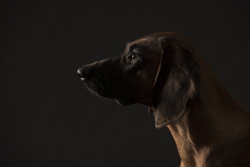 bavarian mountain bloodhound  portrait of dog  siluette dog