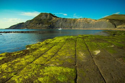 bay chapman's pool nature