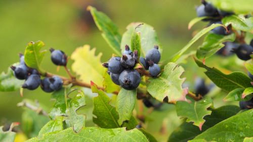 bay fall plant