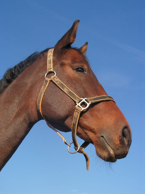 bay portrait horse