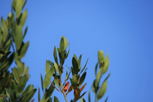 Bay Leaf Against Blue Sky