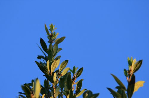 Bay Leaf Tree Against The Blue Sky
