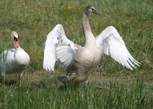 bay sum  park marquenterre  birds