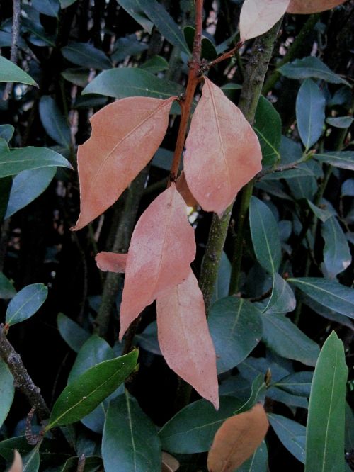 bay tree leaves dead