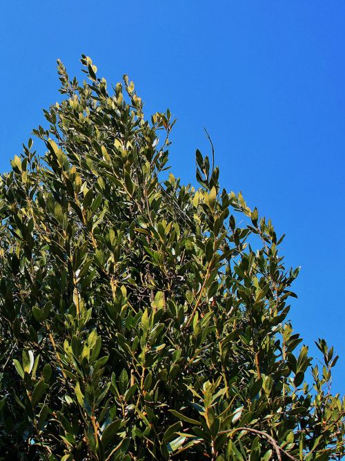 Bayleaf Tree In Sunlight