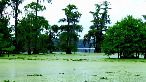 bayou  morning  marsh