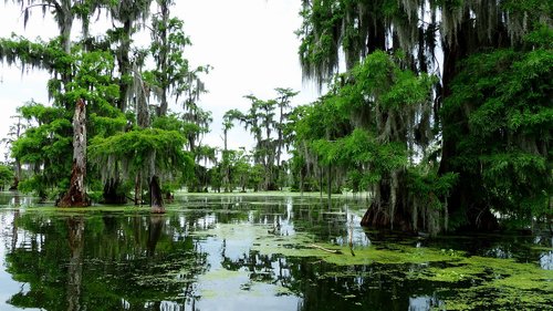 bayou  louisiana  marsh