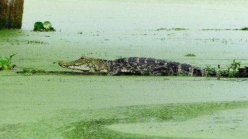 bayou  alligator  louisiana