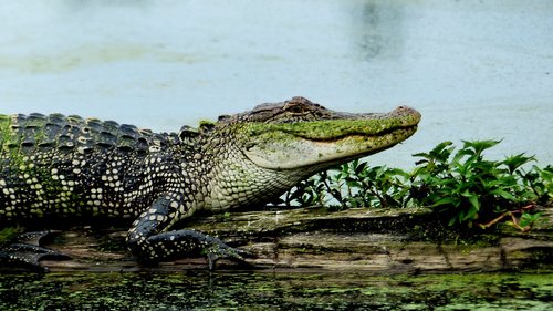 bayou  alligator  louisiana
