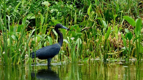 bayou  bird  louisiana