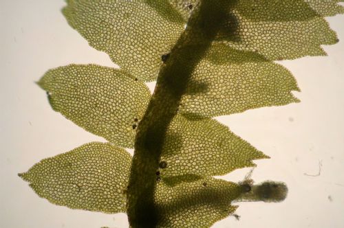 bazzania flaccida liverwort