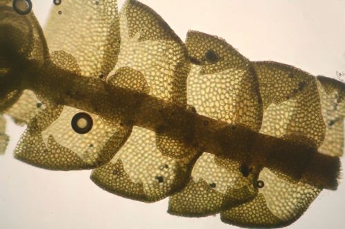 bazzania tricrenata microscopic cells