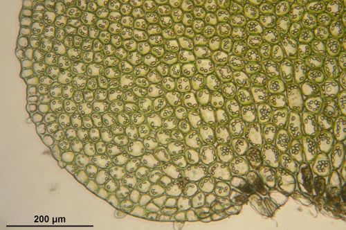 bazzania trilobata microscopic cells