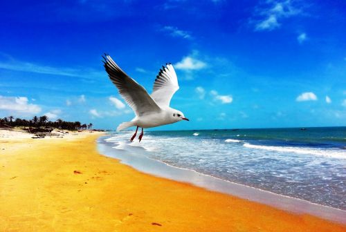 beach orla mar