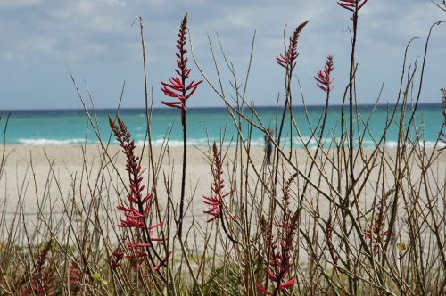 beach plant sand