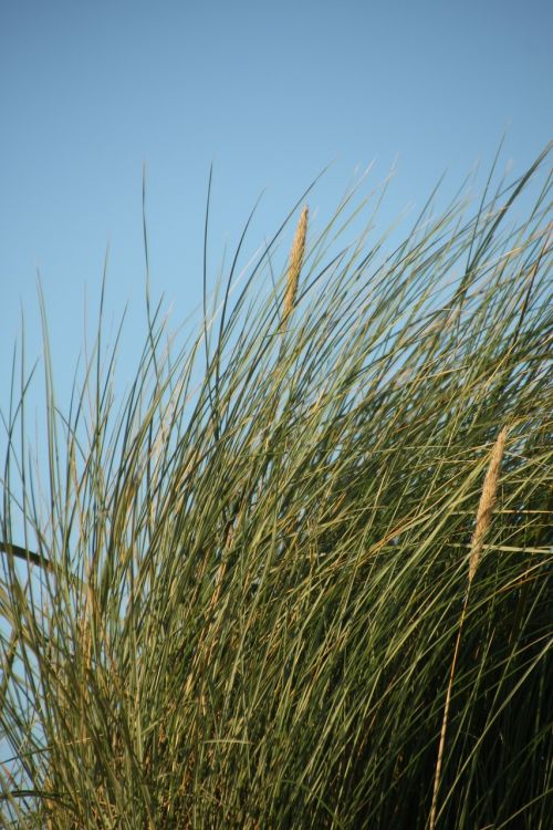 beach marram grass grass