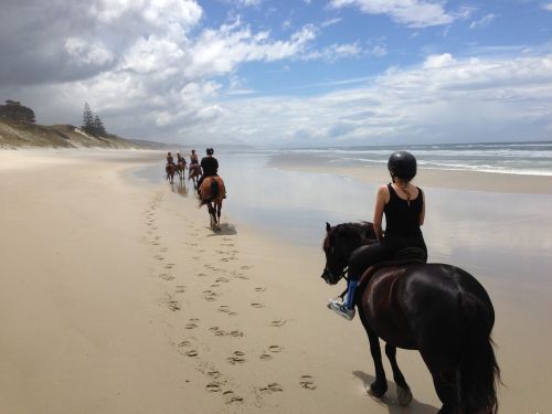 beach horse new zealand