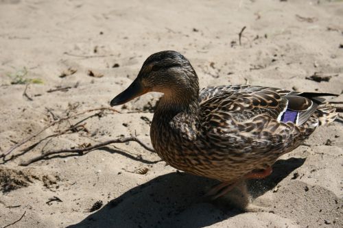 beach duck nature