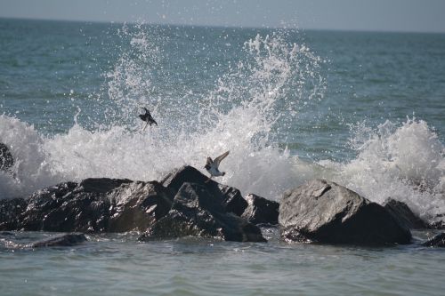 beach surf birds