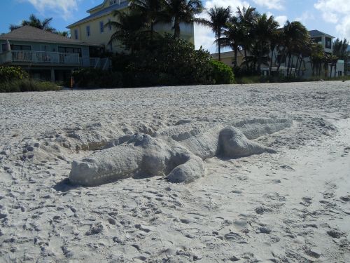 beach sand alligator