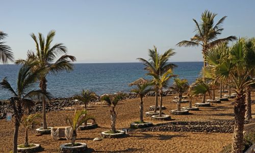 beach palm trees sea