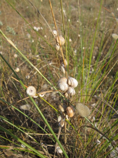 beach snails grass