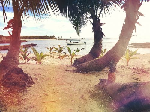 beach boat palms