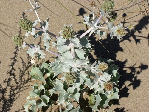 beach plant sun