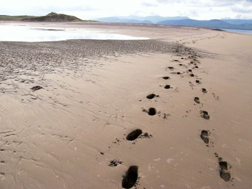 beach nature traces