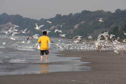 beach seagulls water