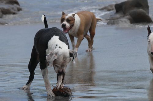 beach dogs game animals