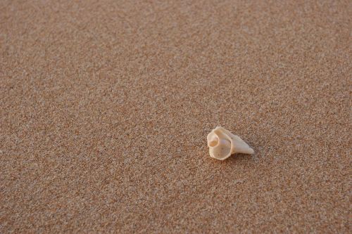beach conch sand