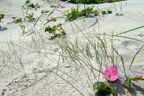 beach flower dune