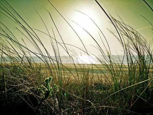 beach marram grass sea