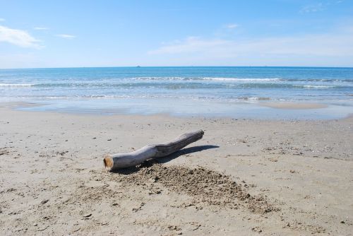 beach driftwood deadwood