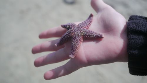 beach sea star star