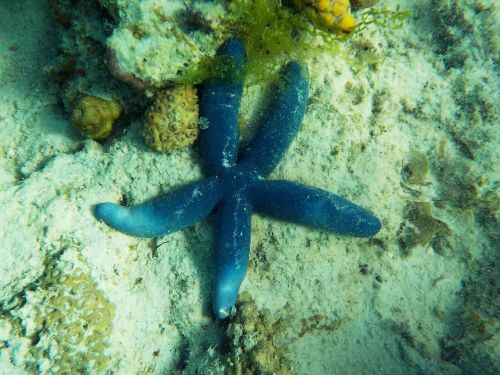 beach starfish underwater