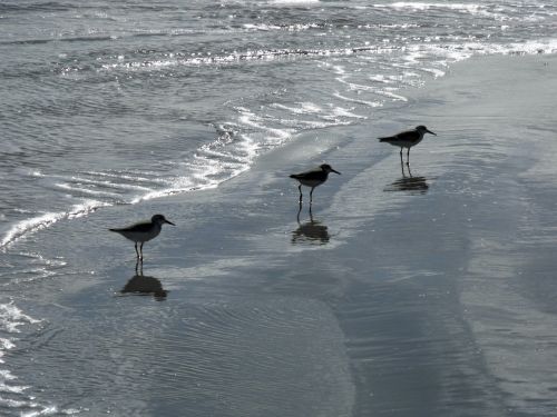 beach beach birds coastline