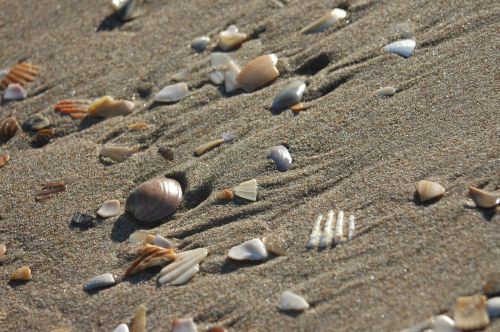 beach shells sand