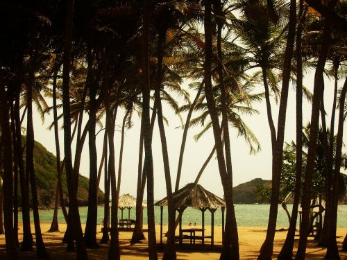 beach coconut palm